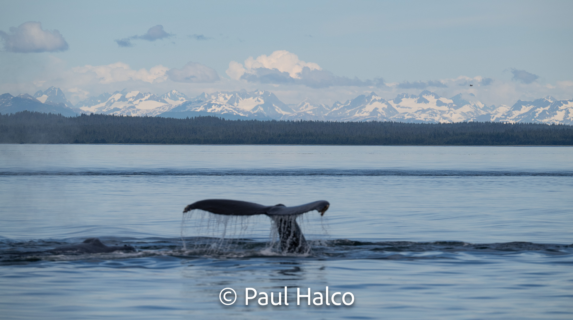 Paul Halco - General Alaska-27